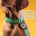 Heavy Duty Dog Leash Clips - Small Quick Release and Lock Snaps, Frog Clip (Ring 0.6 x 2) Black