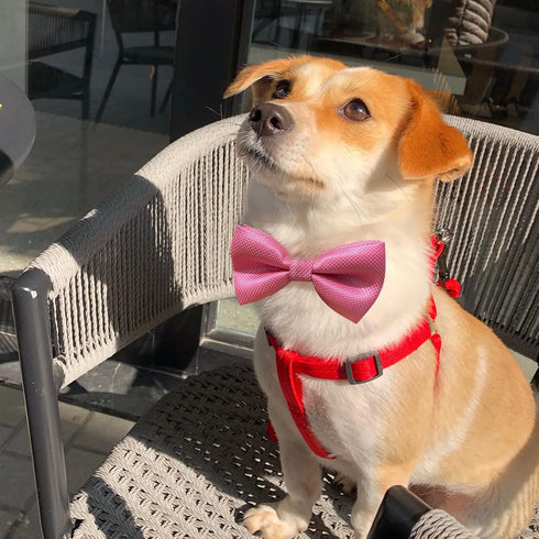 Bow Ties | Premium Double Layer Bowtie - 20 Colors Dog Collar Attachment for Small Pets (Small)