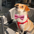 Bow Ties | Premium Double Layer Bowtie - 20 Colors Dog Collar Attachment for Small Pets (Small)