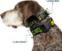 Dog Collar Plastic Clip Loki In Action, Black Gray Yellow Green, 11 to 17 Inches, 1.0 Inch Wide