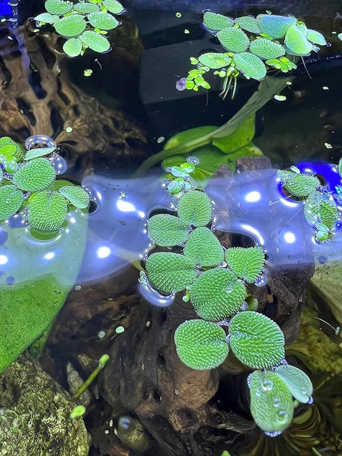 TMD Fishkeeping 24 Water Spangles (Salvinia Minima), Live Aquarium/Aquatic/Floating/Pond/Beginner Plant NO Snail by