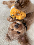 Territory Bagel Hide-and-Treat Dog Toy