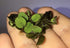 TMD Fishkeeping 50 Water Spangles (Salvinia Minima) Live Floating Plants for Aquarium or Pond by TMDFishKeeping