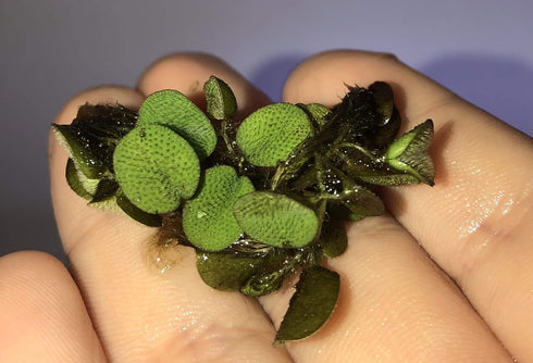 TMD Fishkeeping 12 Water Spangles (Salvinia Minima) Live Floating Plants for Aquarium or Pond by TMDFishKeeping