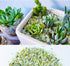 3lb Pebbles,1/4 Inch Jade Bean Cactus Bonsai DIY Rocks, Natural Succulent Rock and River Rocks Decorative
