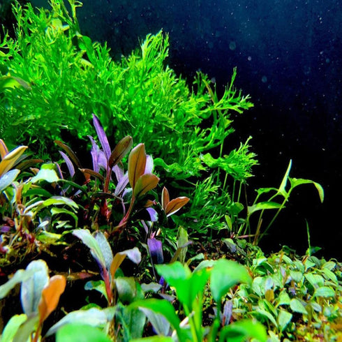 Generic 2 Anubias Congensis and Java Fern Windelov Pots - Live Aquarium Plant Snail Free