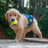 DM07S CuteBone Dog Belly Bands for Male Dogs Wraps Washable Doggie Diapers