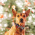 Lionheart Glory Christmas Dog Bow Collar - Adjustable Plaid Bow Tie Collar for Small Dogs, Pet Gift