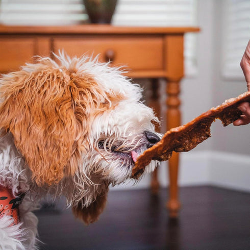 Pupford Crunchy Jerky Treats for Dogs & Puppies, Made in USA, Single Ingredient, No Fillers (Salmon, 8 oz)