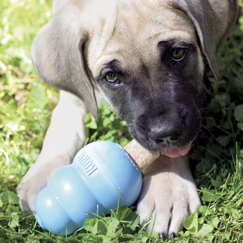 KONG Dog Treat Combo - Easy Treat, Snacks and Ziggies - Puppy Treats for Small Puppies