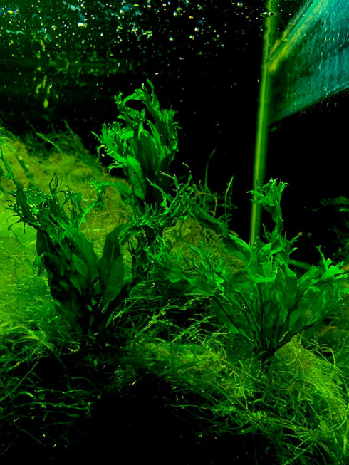 3X Marcus Fish Tanks Java Fern Windelov Microsorum pteropus Lace Java Fern Live Aquarium Plant Planted Tank Beginner