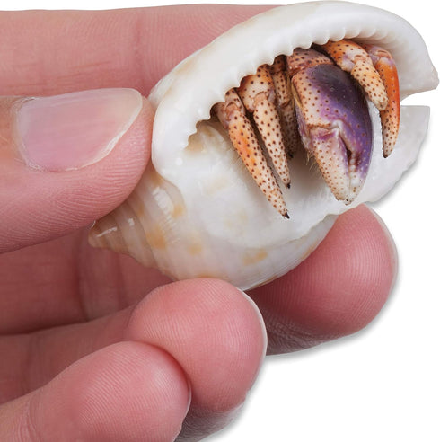 Store 4 4 Live Hermit Crabs Shipped Now-with Premium Hermit Crab Shells: Land Crabs with Extra Shells from Nature Gift