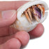 Store 4 4 Live Hermit Crabs Shipped Now-with Premium Hermit Crab Shells: Land Crabs with Extra Shells from Nature Gift