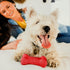 Playology Dog Toys, Dual Layer Bone Chew Toy for Dogs, Medium Beef Scented, Easy to Clean