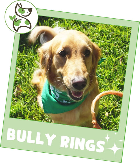Nature Gnaws Bully Stick Rings for Dogs, 5 Count - Long Lasting Natural Beef Dog Chew Bones, Rawhide Free for