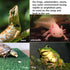 Turtle Resting Basking Platform, Simulation Grass Turtle Ramp, Tortoise Climbing Ladder for Aquarium Floating Décor
