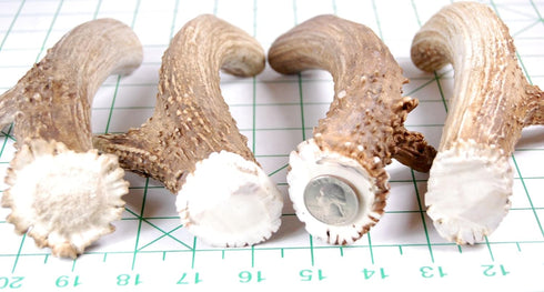 XL Deer Antler Dog Chew - Extra Large, Thick, Jumbo - 6 Inches or Longer for Large Dogs and Puppies