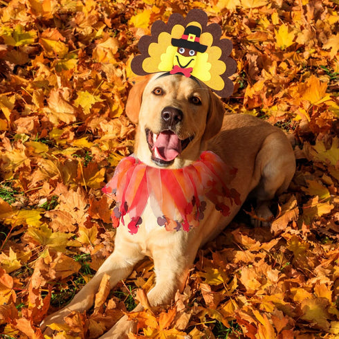 BWOGUE Dog Turkey Costume, Thanksgiving Turkey Headband with Elastic Decorative Collar for Medium Large Dogs
