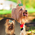 PET SHOW 20pcs/10pairs Bling Small Dogs Hair Bows with Rubber Bands for Grooming Accessories