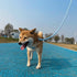 Lucky Monet 5FT Cotton Dog Leash - Ombre Rope Heavy Duty Braided Training with Comfortable PU Leather Handle for Small,