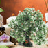 Aquarium Landscape Tree - Artificial Plastic Plants Tree Decoration with Resin Base for Fish Tank
