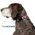 Buckle-Down Plastic Clip Collar - Large Ariel/Flounder/Fish Trio Poses Pinks - 1.5" Wide - Fits 18-32" Neck