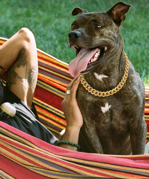 Gold Chain Dog Collar, 15mm Cute Pet Necklace for Bulldog, Light Metal Puppy Jewelry 20" Chain Costume