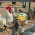 Vehomy 2PCS Chicken Treat Ball Chicken Vegetable Feeder Veggie Hanging Ball Toy for Hens