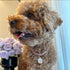 Adjustable Rhinestone Pet Collar, Sparkling 3 Rows Crystal Diamond Dog Collars for Small Medium Large Pets, C-Pink, L