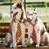 Segarty Adjustable 50 PCS Dog Ties, Neckties and Bows for Medium Large Dog Festival Formal Grooming Accessories