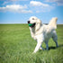 PetKORE 2.5", : FloTex Ball - Medium - Green, Dog Toy, Proprietary Rubber, Patented Open Airflow Grooves