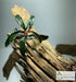 TruBlu Supply 2 1 Bucephalandra Various Rhizomes Buce Live Aquarium Plant Freshwater - Buy Get