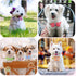 22 Pack Dog Bow Tie Dog Flower Collar, Adjustable Bowtie Dog Collar with Dot Print Bowknot Flower Neck Tie for Medium