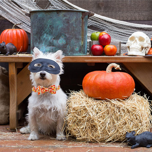 Elegant Little Tail Dog Collar with Bow - Fall Halloween Pumpkin Bow for X-Small Puppies