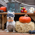 Elegant Little Tail Dog Collar with Bow - Fall Halloween Pumpkin Bow for X-Small Puppies