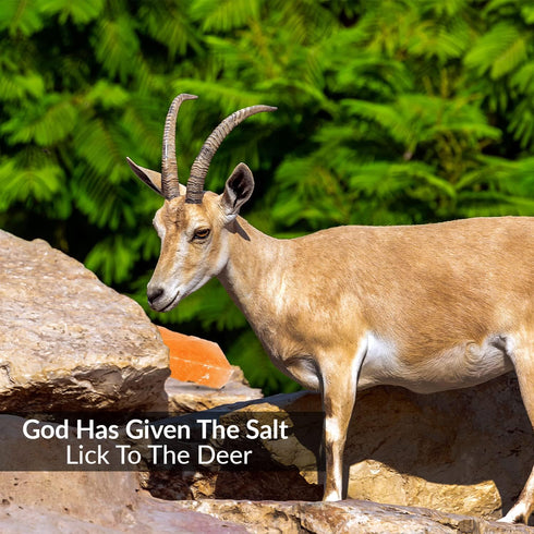 10 2 Counts Licking Salt for Deer Block - Animal Licking Mineral Salt Block, Natural Feed Salt Rock for Horse, Deer