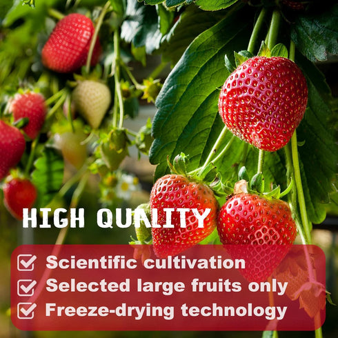 16 Oz/1lb Freeze Dried Strawberries Pieces, Resealable Bucket Dehydrated Strawberry - Premium Dried Fruit Bulk No Added