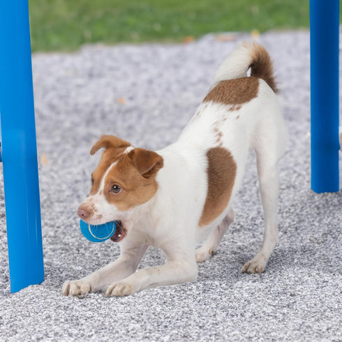 Best Pet Supplies Squeaky Tennis Toys - 8-Pack Heavy-Duty Interactive Pet Toys for Fetching and Exercise, Durable Small
