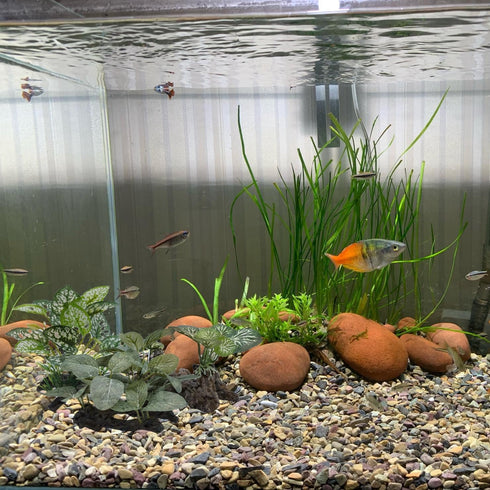 Artificial Silk Aquarium Plants, 3PCS Green Grasses, Aquatic Water Grass Foreground Decor