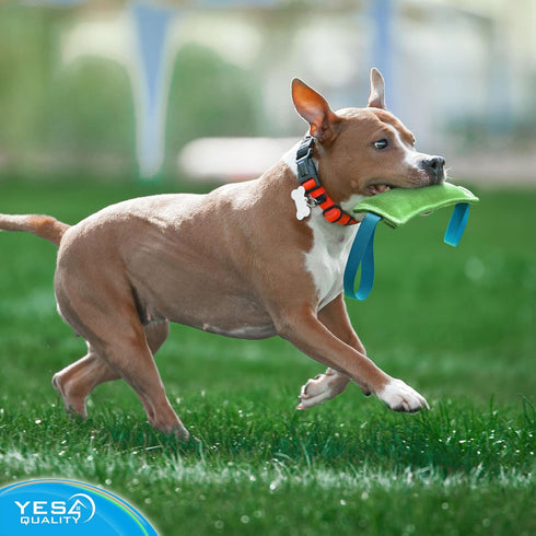 YES4QUALITY Durable Dog Bite Tug Toy (11.8"x3.5"), Green Pull Toy with Blue Handles for Small Medium Dogs