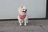 Striped Teacup Pet Dog T-Shirts - 100% Cotton Tank Vest for Small Dogs and Cats, Sleeveless Puppy Clothes, Pink,