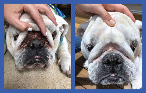 2 Pack 2 Oz. Squishface Wrinkle Paste - - Bulldog, French Bulldog, Pug, English Bulldog Cleans Wrinkles, Tear Stain