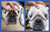 2 Pack 2 Oz. Squishface Wrinkle Paste - - Bulldog, French Bulldog, Pug, English Bulldog Cleans Wrinkles, Tear Stain