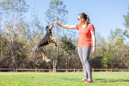 Chuckit! Birthday Fetch Ball, Pack of 1, Medium (2.5 Inch Diameter), for Dogs 20-60 lbs