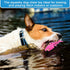 Teyva Daily 6 Pack Set, Summer Floating TPR Squeaky Dog Toys for Pool Beach, Small Medium Dogs Water Fetch Swim Chew