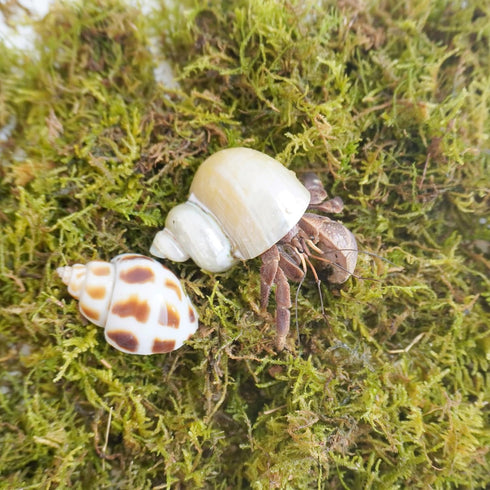 4oz Hermit Crab Moss Substrate, Perfect for Terrarium Habitat Decor& Tank Accessories, Humidity Control & Small Pet