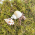 4oz Hermit Crab Moss Substrate, Perfect for Terrarium Habitat Decor& Tank Accessories, Humidity Control & Small Pet