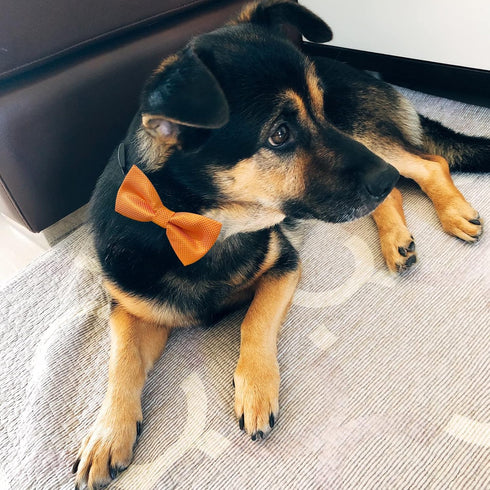 Premium Double Layer Bowtie for Dog Collar Attachment, 20 Colors, Rubber Band for Medium Pet Collars