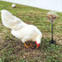 Oooct 2 Pack Chicken Peck Toy - Chicken Enrichment Toys with Swing Feeder & Slow Feeder for Hens, Ducks, Parrots