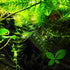 PLANTEREST BUY2GET1FREE | Hornwort Ceratophyllum Demersum Live Aquarium Plant Easy for Beginner Tropical Pond Aquatic